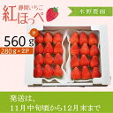 【ふるさと納税】いちご イチゴ 苺 ☆年内発送（11月中旬～12月） 掛川産完熟いちご「ミズノ農園の紅ほっぺ 」280g×2パック ※11月中旬ごろ～12月末にかけて順次発送（ 紅ほっぺ 人気 くだもの フルーツ 掛川市 静岡 いちご ）