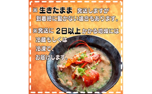 【伊勢海老】 活き伊勢海老1.6kg以上 1.6kg以上