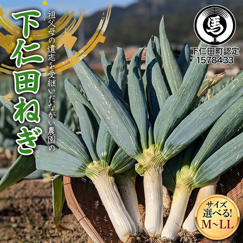 【ふるさと納税】【伝統野菜】祖父母の遺志を受継いだ ながい農園の下仁田ねぎ 選べるサイズ M・L・LL 群馬県 下仁田町産 家庭用 鍋 すき焼き F21K-554var