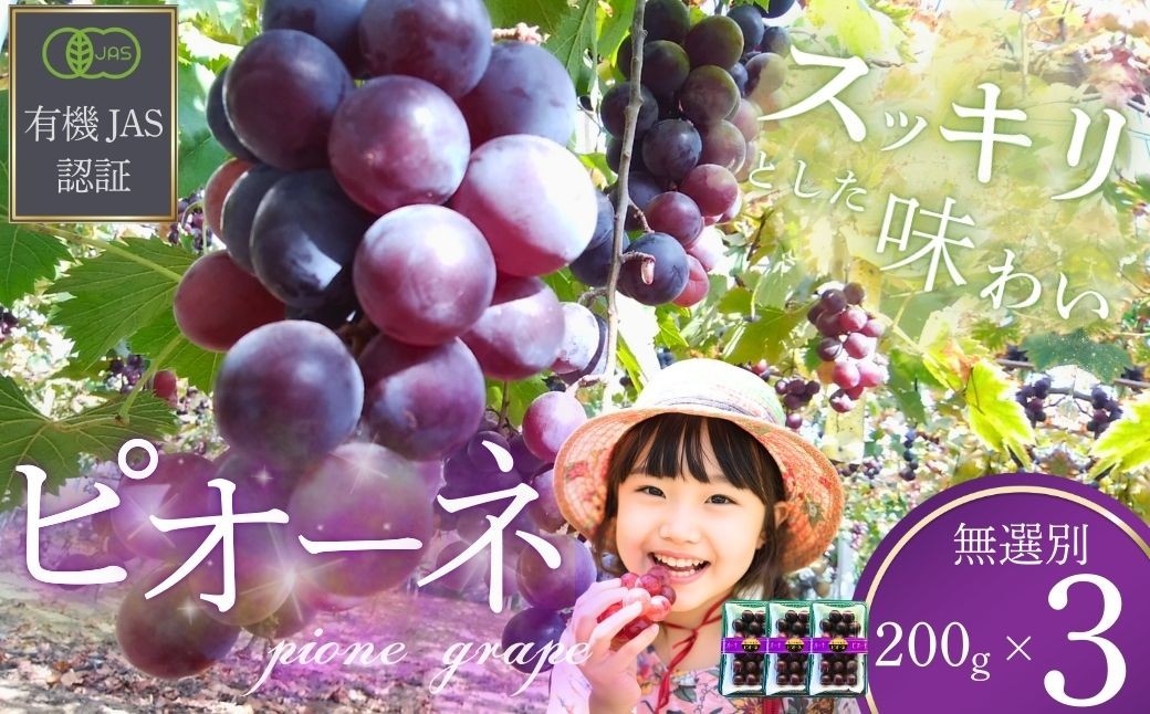 
                  ぶどう 【先行予約】 ぶどうの粒 無選別（200g） 3パック [2026年産] 【ぶどう ブドウ 葡萄 ピオーネ ぴおーね ぶどうの粒 粒 果物 くだもの クダモノ フルーツ 果実 農薬不使用 化学肥料不使用 有機JAS認証 無選別 おやつ デザート 返礼品】 
                