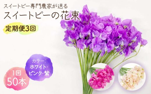 【先行予約 2027年1月～発送】【生産農家直送！】【3回定期便】スイートピー 花束 50本（ホワイト・ピンク・紫）【木下農園】 お花 生花 ギフト 贈り物 プレゼント   佐賀県 白石 [IBW007]