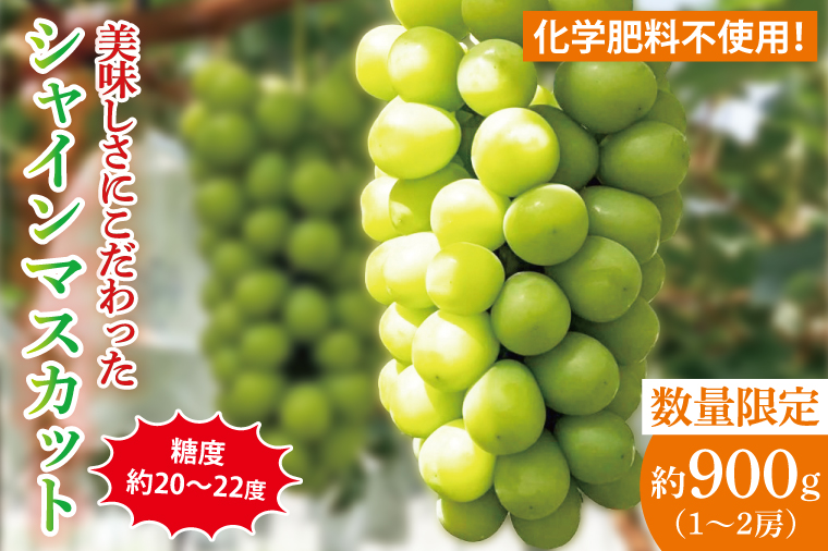 【先行予約】【2025年9月以降発送】糖度約20～22度！美味しさにこだわったシャインマスカット（約900g）1～2房 化学肥料不使用 農家直送【葡萄 ぶどう マスカット フルーツ 果物 くだもの 水戸市 水戸 茨城県 15000円以内】（GG-12）