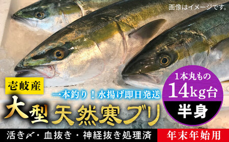 【11/1〜1/15お届け 年末年始用】壱岐島産天然寒ブリ（一本丸ものサイズ14キロ台 半身ブロック）《壱岐市》【壱岐島 玄海屋】[JBS123]