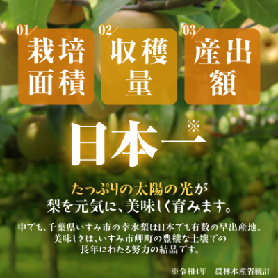 【2025年発送先行受付】いすみ市産幸水梨　約5kg(13～14個)