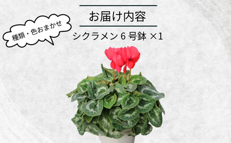シクラメン 6号鉢 × 1株 花 鉢植え シクラメン 木村園芸