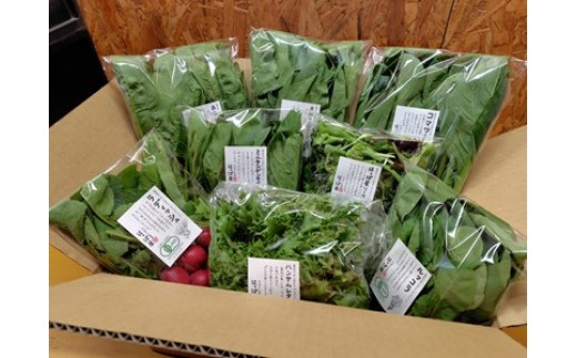 農園直送】はっぱ屋のはっぱ野菜セット【水曜日発送】
