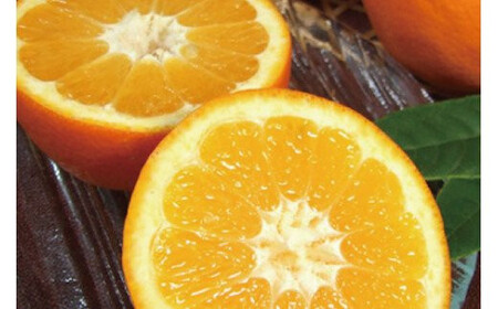 伊予柑(いよかん) 約8kg/サイズおまかせ　※2026年1月中旬～2026年2月中旬頃に順次発送予定(お届け日指定不可)　紀伊国屋文左衛門本舗　【ntb440B】