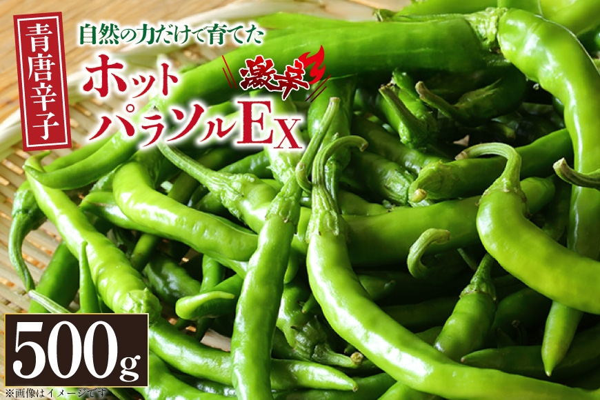 
                  唐辛子 青唐辛子 激辛 ホットパラソルEX フレッシュ 500g  [たぬき池自然農園 長崎県 東彼杵町 hs42bag190004 ] とうがらし 辛子 柚子胡椒 農薬不使用 万能 調理 料理 常備 スパイス 辛い
                