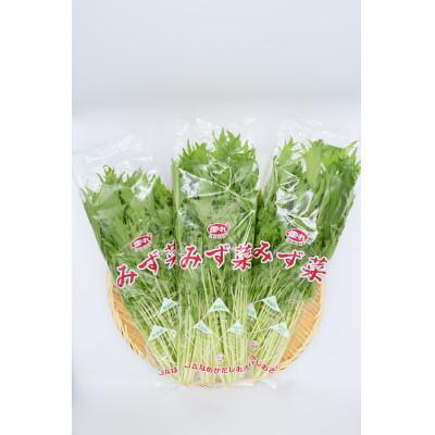 ふるさと納税 行方市 「みず菜」150g×20袋