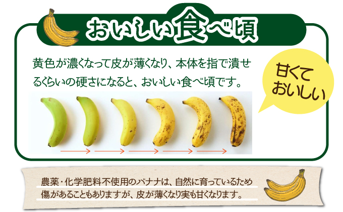 希少！こだわりの水を使い「森ような畑」で栽培する、仲原さんのバナナ【 沖縄県石垣市 沖縄 石垣 石垣島 石垣島産 バナナ ばなな 農薬不使用 化学肥料不使用 離島のいいもの 沖縄いいもの石垣島 】OI