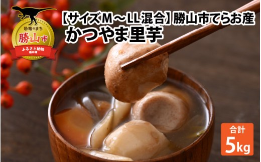 
                  【先行予約】勝山市てらお産 かつやま里芋 5kg×1箱（サイズM～LL混合） / 里芋 さといも いも 芋 煮物 おすすめ返礼品 福井県産 勝山市産 和食 野菜 根菜 料理 北陸 福井県 勝山市 ※2026年11月上旬より順次発送 [A-041006]
                