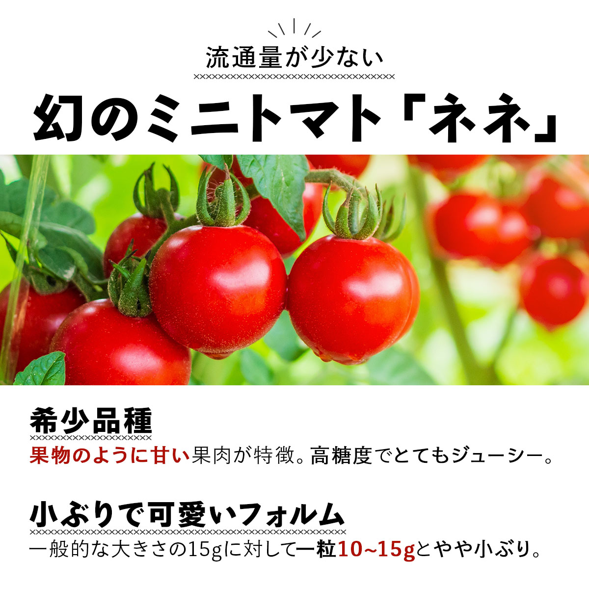  北海道産 ミニトマト ネネ 約9kg フルーツトマト 幻の 高糖度 ジューシー プチ トマト 甘い 濃厚 彩り 鮮やか 希少 お中元 お歳暮 暑中見舞い 帰省土産 ご自宅用 産地直送 大滝農園 送料