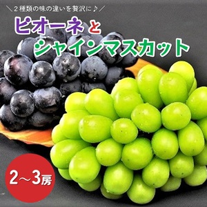 ピオーネとシャインマスカットの詰合せ　２～３房　0010-2601