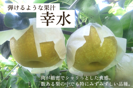 和梨 幸水 5kg（10～16玉）果物 なし こうすい 梨 フルーツ 新鮮 ジューシー 産地 加茂市 樋口農園