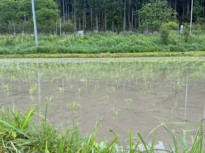 曽爾 水田サポーター制度 繋（つなぎ）​田植えコース ​( 2026年度お申込み用 ) // 田んぼオーナー お米オーナー 景観保護 米作り 水田作業 田植え 交流会 玄米3kg 体験 経験