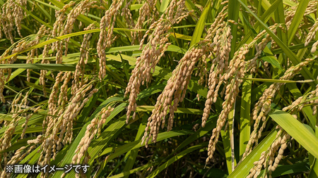 【 JA 北つくば 】 茨城県産 コシヒカリ 5kg 令和6年産 農協 米 お米 白米 コメ こしひかり 茨城県 精米 新生活 応援 [AE026ci]
