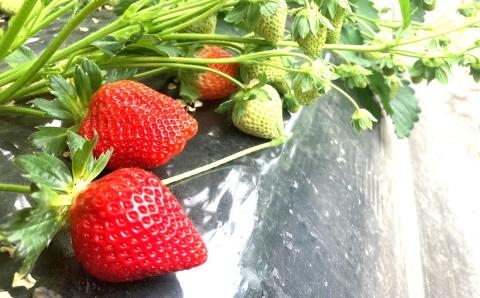 【期間限定】おがファームの道産子いちご 大粒「けんたろう」520g