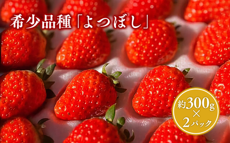 【レビューキャンペーン】2025年産 いちご よつぼし 約300ｇ×２パック[hi-0028-005]
