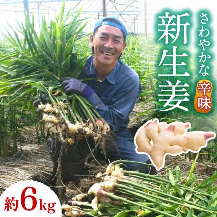 【2027年8月-発送】新生姜 約6kg / ショウガ しょうが 生姜 / 南島原市 / ふくはちファーム / 福島農園 [SBS020]