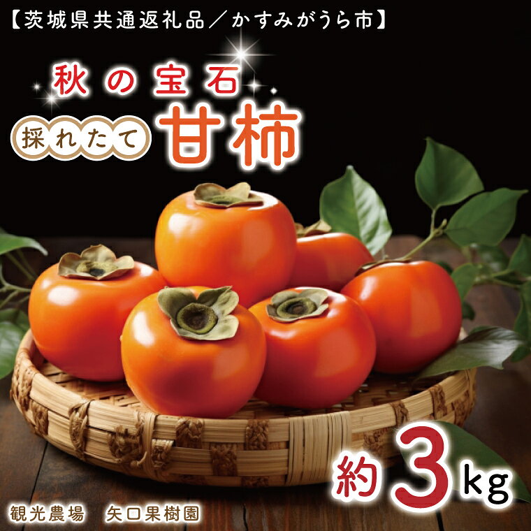 【ふるさと納税】10月より順次発送 数量限定秋の宝石。採れたての甘柿3kg（茨城県共通返礼品／かすみがうら市）果物 くだもの フルーツ 柿 かき カキ 期間限定 産地直送 秋 旬 茨城県 水戸市（FW-5）