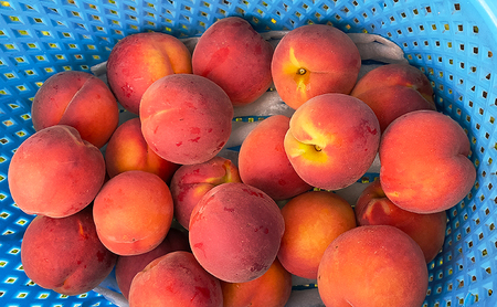 長野市産早生ワッサー約5kg