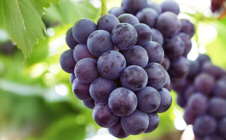 岡山県産 ニューピオーネ 2房 （1房480g以上） 約1kg 化粧箱入り 【2026年8月下旬～10月上旬迄発送予定】 果物 くだもの フルーツ ぶどう ブドウ 葡萄 岡山 おかやま 国産 冷蔵