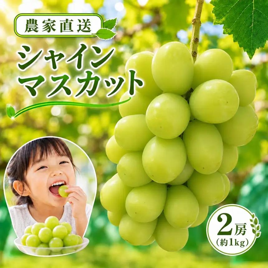 シャインマスカット 約1kg【農家直送】| 仲田農園