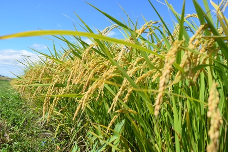 2025年11月より発送【令和7年度産】群馬県千代田町産 にじのきらめき 5kg×1袋 (玄米) 群馬県 千代田町