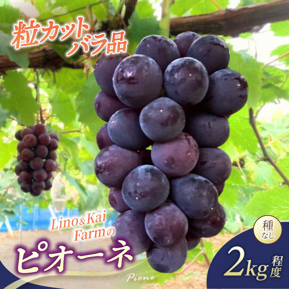 【ふるさと納税】 【2026年先行予約】 【粒カットバラ品】 Lino＆Kai Farmの ピオーネ(2kg程度） / ぶどう 岡山 真庭市 ピオーネ 高級 大粒 果物 ご自宅用 訳あり 産地直送 国産 数量限定 種なし 【linokai015-01】