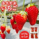 【ふるさと納税】多気町産いちご 約170g×4p イチゴ 苺 章姫 かおり野 紅ほっぺ CN-01