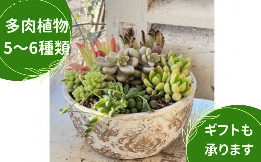 
多肉植物の寄せ植え　L ギフト 観葉植物
