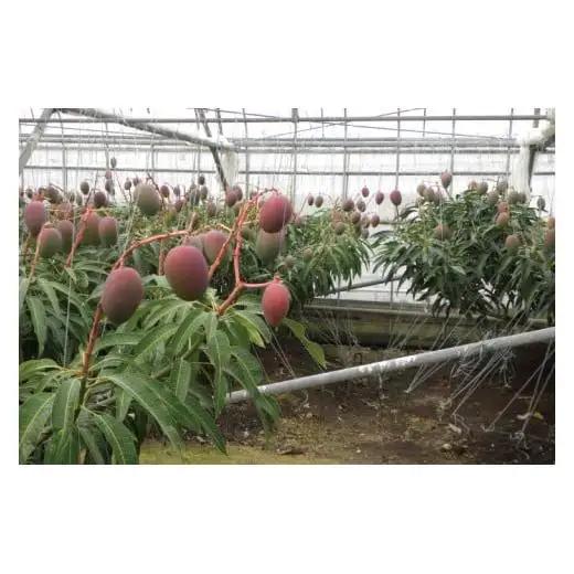 菜々色畑の赤秀アーウィンマンゴー 3～4玉(約1.5kg)【化粧箱】