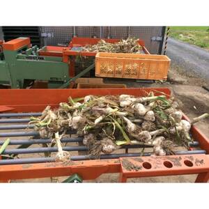 青森県産ホワイト六片種にんにく 1kg 大玉 (贈答用)【1656876】