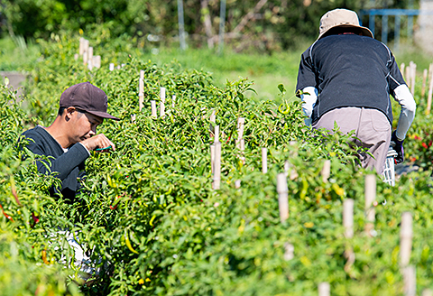 佐賀産季節の旬野菜15種類（農薬・化学肥料不使用）：B150-008