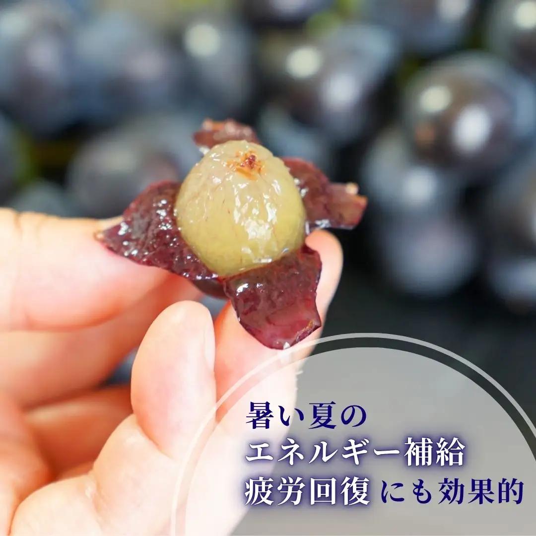【令和8年産 先行予約】 ぶどう 稀少!数量限定 高尾 黒系ぶどう 約2kg 種が無い 皮ごと食べられる 肉厚 新潟県 弥彦村産 ブドウ 希少品種 ぶどう 2キロ 贈答用 ギフト 贈り物 プレゼント 