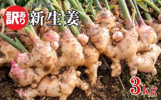 
            訳あり 新生姜 約3kg 10000円 不揃い 減農薬 しょうが 生姜 薬味 ガリ ジンジャー 甘酢 きざみ 食べる 野菜 紅茶 生姜湯 しょうが湯 生姜シロップ シロップ 生姜糖 生姜焼き 佃煮 甘酢漬け 炊き込みご飯 タレ チューハイ おつまみ 健康 温活 温まる 冷え 冷え対策 国産 産地直送 愛媛県 愛南町 尾﨑農園 発送期間：11月10日～なくなり次第終了
          