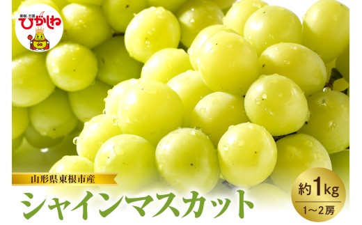 【2026年産　先行予約】山形県東根市産　シャインマスカット　約1kｇ　（1～2房）　hi074-014
