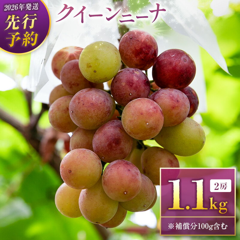 【ふるさと納税】＜2026年発送＞先行予約 クイーンニーナ1.0kg+100g補償付き（2房入り）人気 ブドウ フルーツ 果物