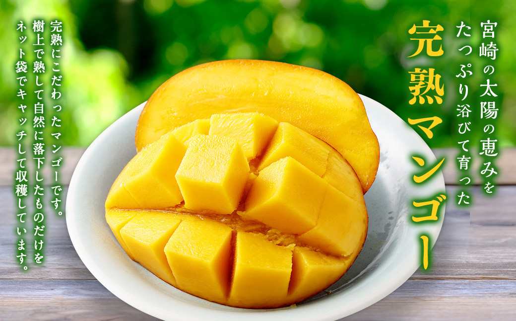 ＜宮崎県産完熟マンゴー 3L×2玉（約900g）＞