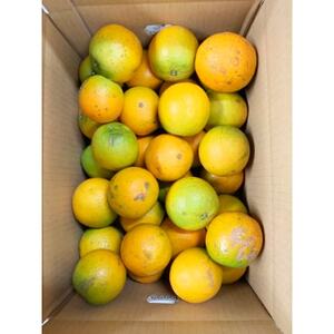 【2024年6月発送】【ご家庭用訳あり】希少な国産バレンシアオレンジ　7kg【日高町】【配送不可地域：離島】【1216981】