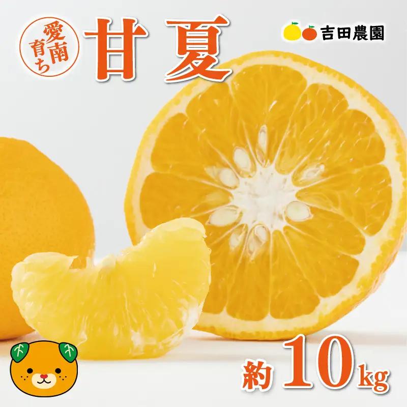【先行予約】 甘夏 10kg 甘夏 みかん 夏みかん 柑橘 愛媛 愛南 吉田農園