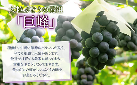 【令和7年産先行予約】種なし巨峰　約1kg（2～3房） 山形県鶴岡市産　重ちゃん農園