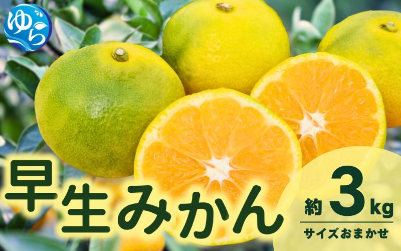 
                  由良 早生 みかん (サイズおまかせ) 3kg ※2026年11月上旬～12月上旬に順次発送予定※北海道・沖縄・離島配送不可 / 温州みかん 甘い 柑橘 果物 和歌山 【eiw015】
                