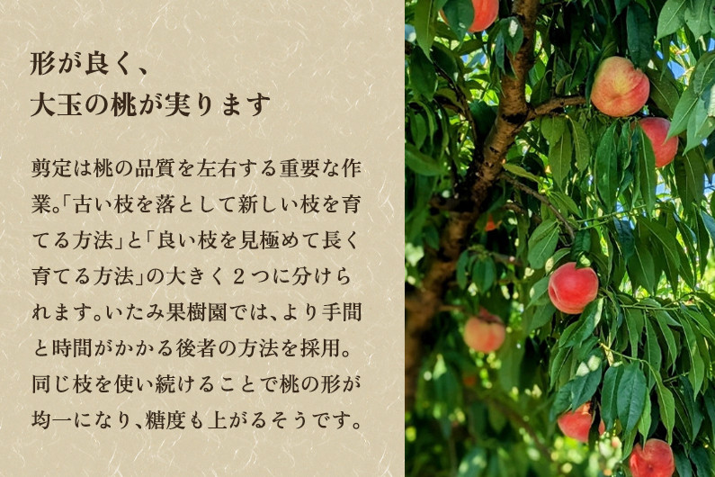 こちらはイメージです。