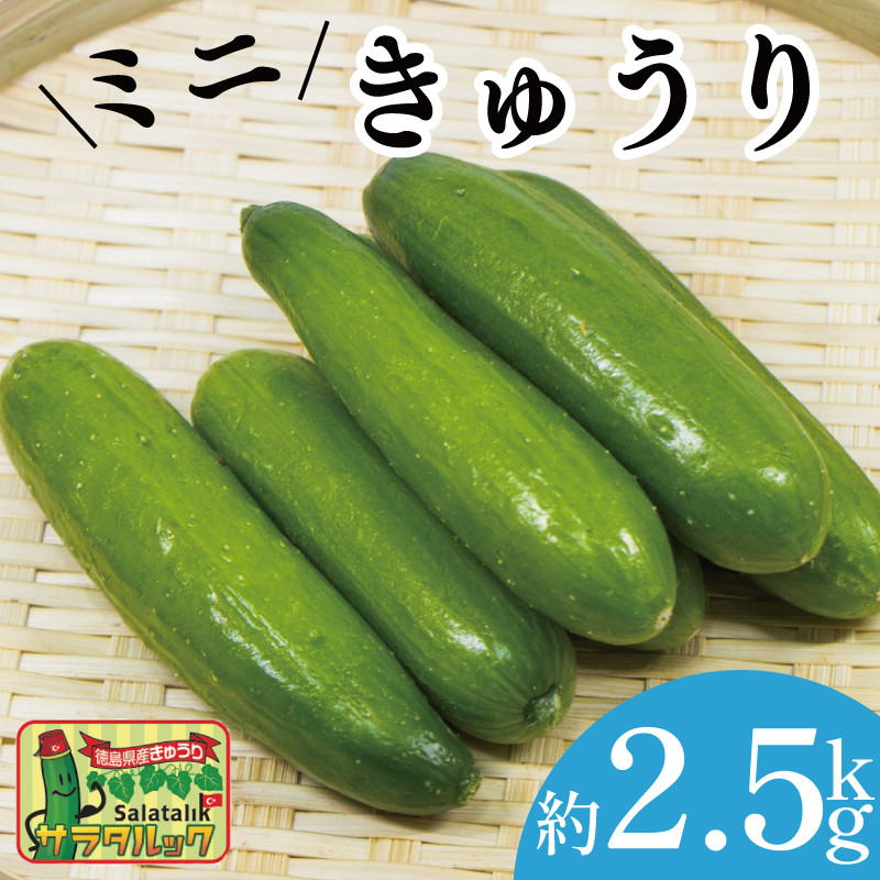 
                  野菜 夏野菜 きゅうり  ミニきゅうり 2.5kg 小分け 胡瓜 ピクルス サラタルック サラダ 漬物 浅漬け キムチ オイキムチ 冷蔵 徳島県 阿波市
                