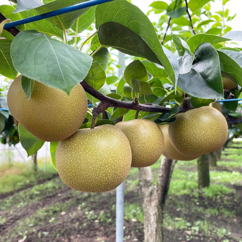 にっこり 15kg 18～24玉 ｜ 栃木県産 宇都宮市 梨 なし にっこり フルーツ 果物　※離島への配送不可　※2024年11月上旬頃～11月中旬頃に順次発送予定