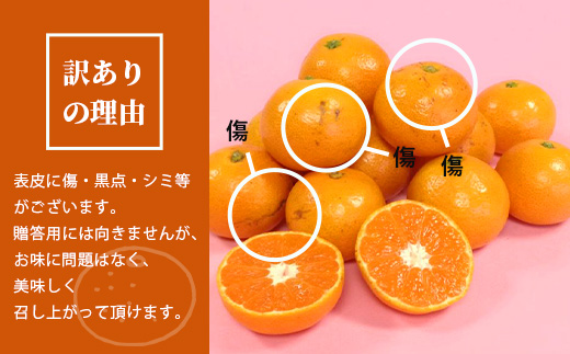 2回定期【訳あり】”やーらしか”鹿島産みかん 約6.5kg ×2回 【配送期日指定不可】佐賀県 鹿島市産 温州ミカン 旨み凝縮 小粒みかん B-714