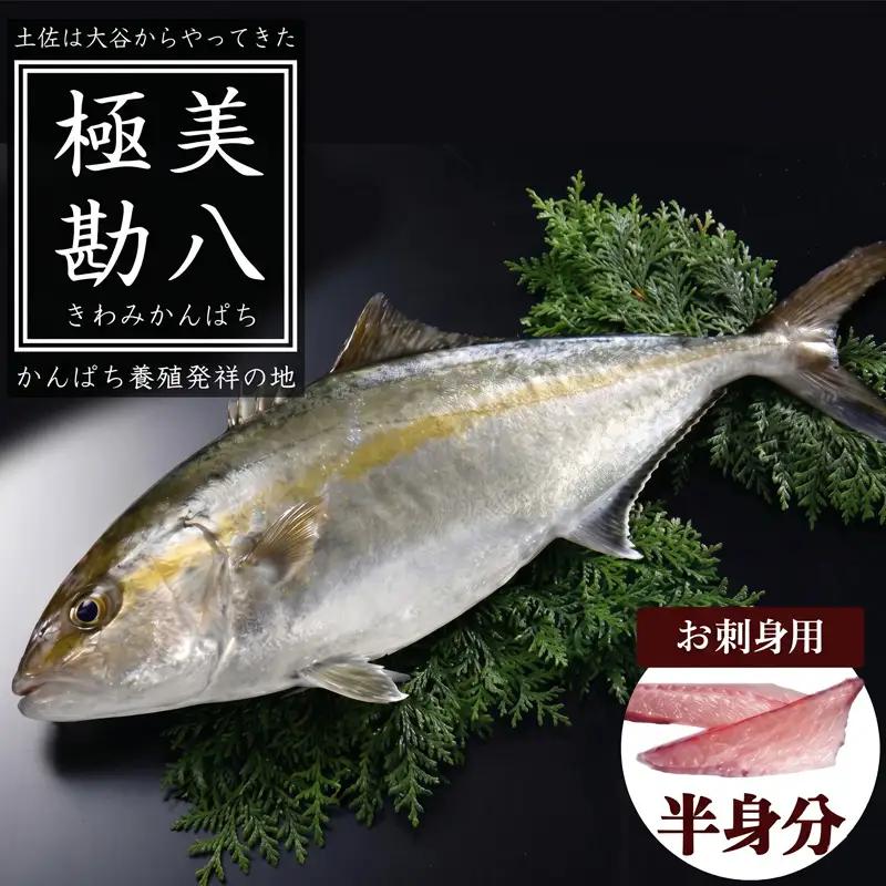 【 カンパチ 】 カンパチ 2節