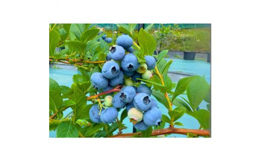 鈴鹿山麓ブルーベリー(冷凍) 200g×4パック