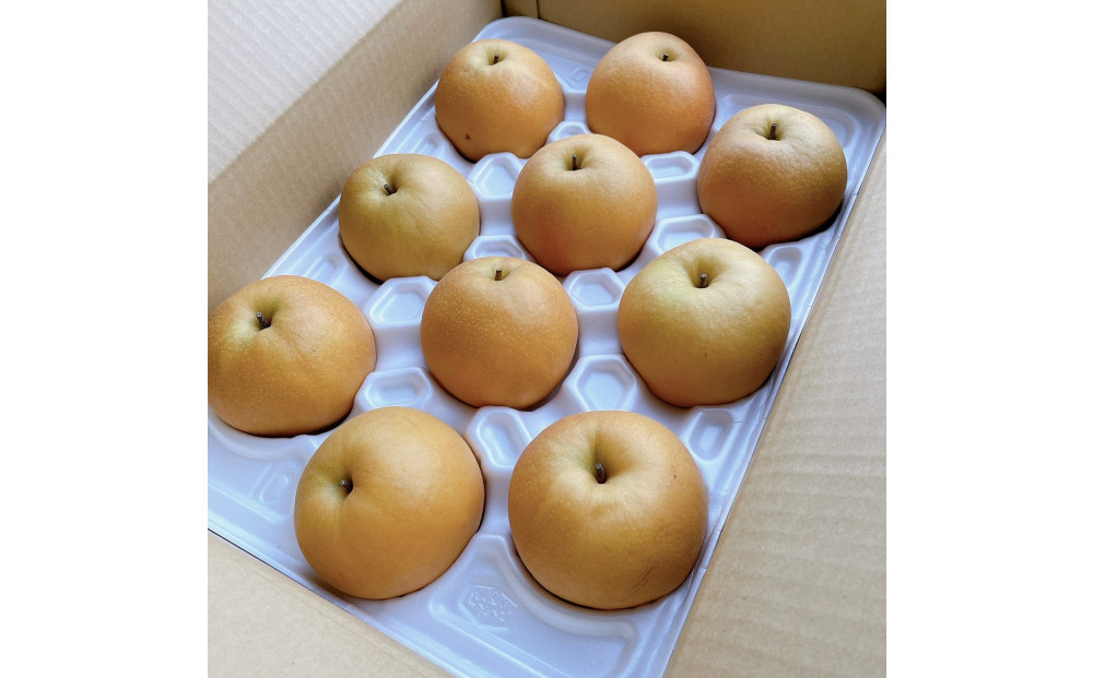 有梨の実石田 新興梨(ギフト用)5kg(10月中旬から発送）